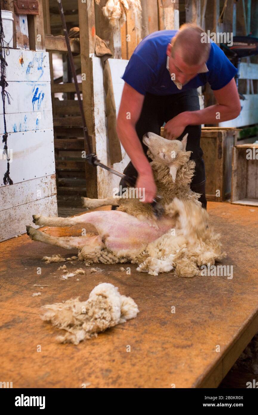 NOUVELLE-ZÉLANDE, ÎLE DU SUD, SONS DE MARLBOROUGH, FAMILLE SHAND HOMESTAED, MOUTONS DE TONTE FERMIER Banque D'Images