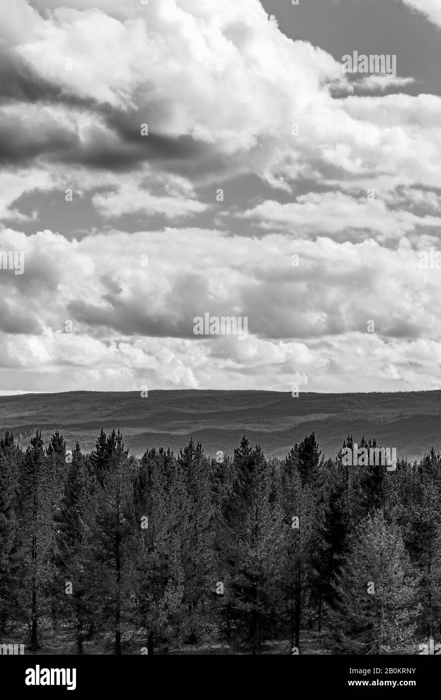 Forêt et arbres avec des montagnes couvertes de forêt au-delà, noir et blanc. Banque D'Images