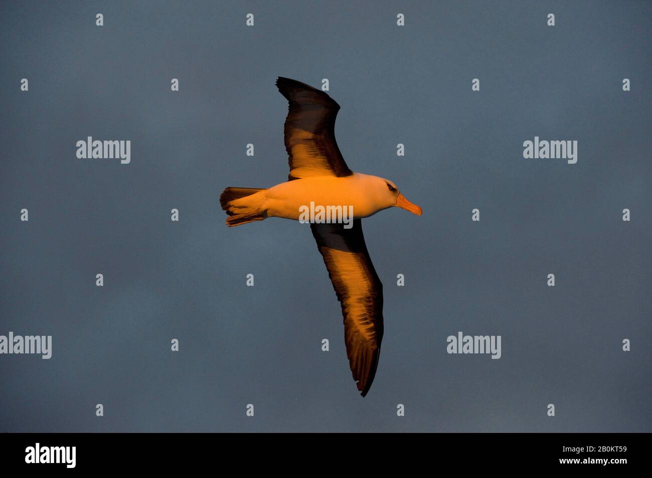 NOUVELLE-ZÉLANDE, PRÈS DE CAMPBELL ISLAND, CAMPBELL ALBATROS EN VOL, LUMIÈRE DU SOIR Banque D'Images