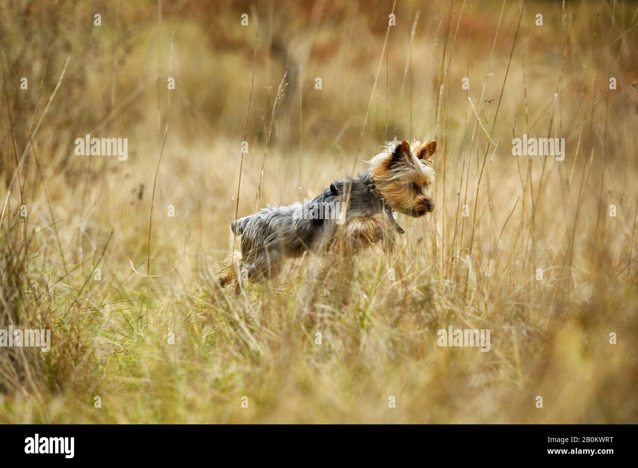 Chasse chien yorkshire terrier et le saut dans le milieu de l'herbe haute. Banque D'Images