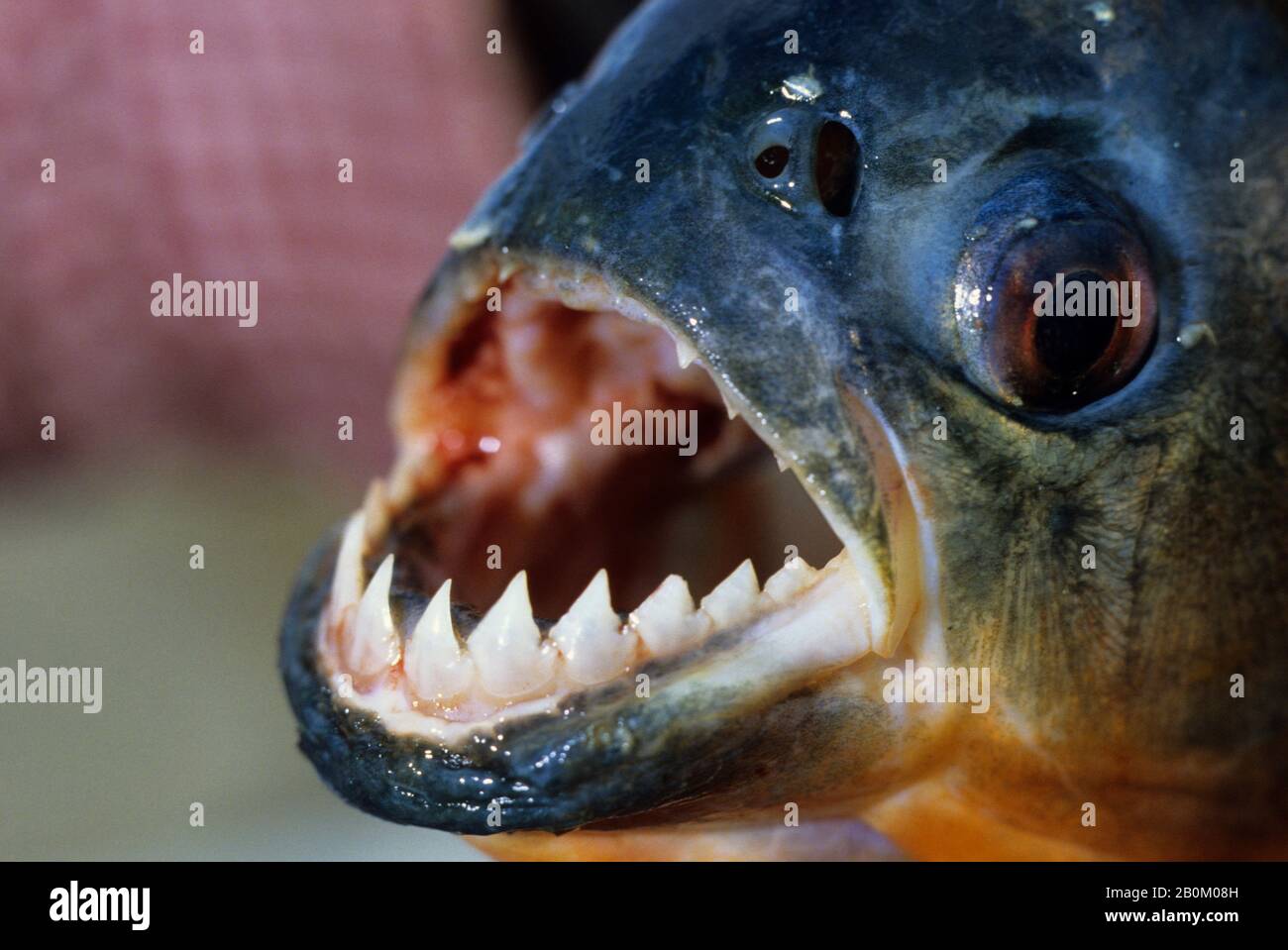 AMAZONIE, DENTS VIVES D'UN PIRANHA, UNE DES NOMBREUSES ESPÈCES DE POISSONS DE L'AMAZONIE Banque D'Images