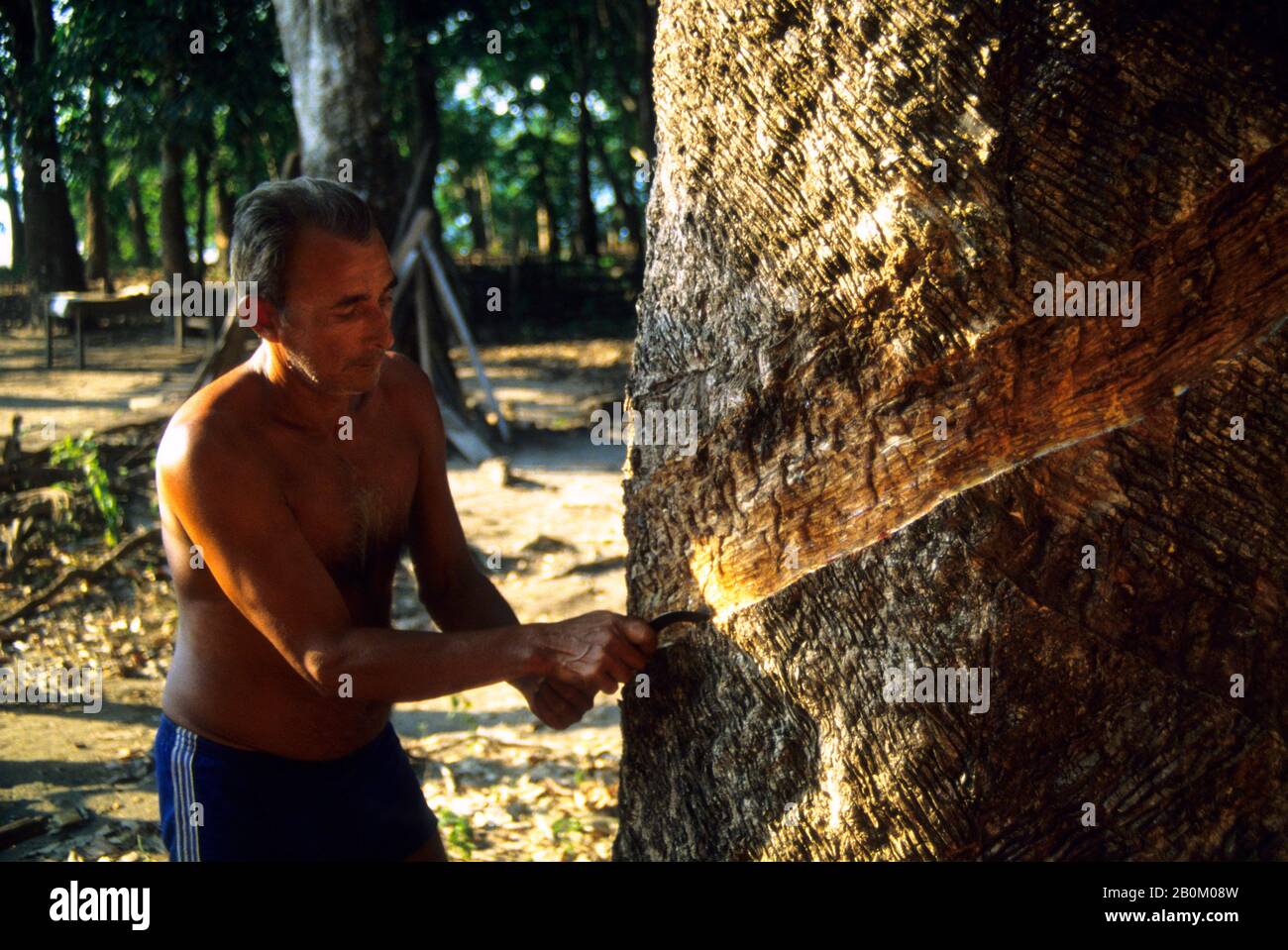 AMAZONIE, PLANTATION D'ARBRES EN CAOUTCHOUC, RÉCOLTE DU CAOUTCHOUC Banque D'Images