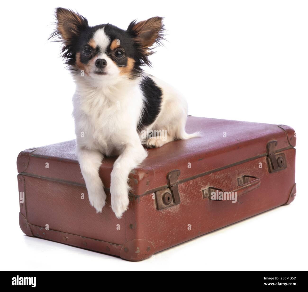 Chihuahua dans une valise sur fond blanc Banque D'Images