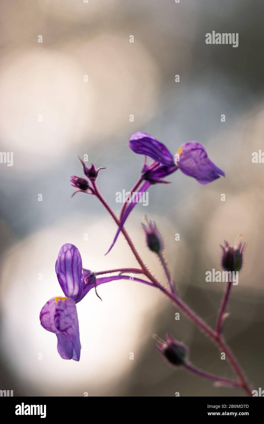 Cramoisi à fleurs toadlin (Linaria incarnata) dans le dos lumière diffuse. Photo prise à Castelo Branco, Portugal Banque D'Images