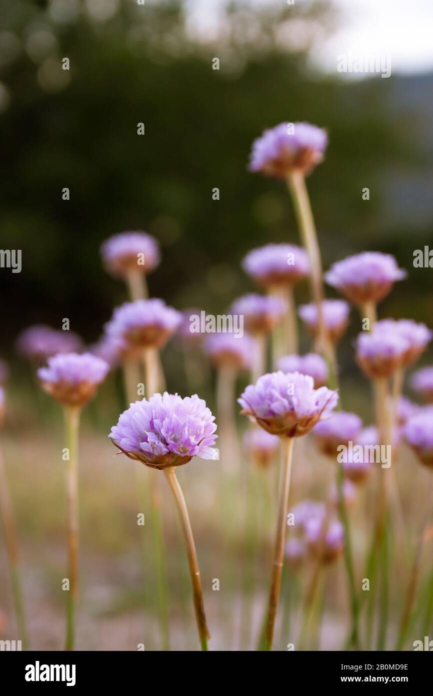 Gros plan sur Armeria sampaioi, une espèce de fleurs avec un statut de conservation vulnérable, en pleine floraison dans la Serra da Estrela (Portugal) Banque D'Images