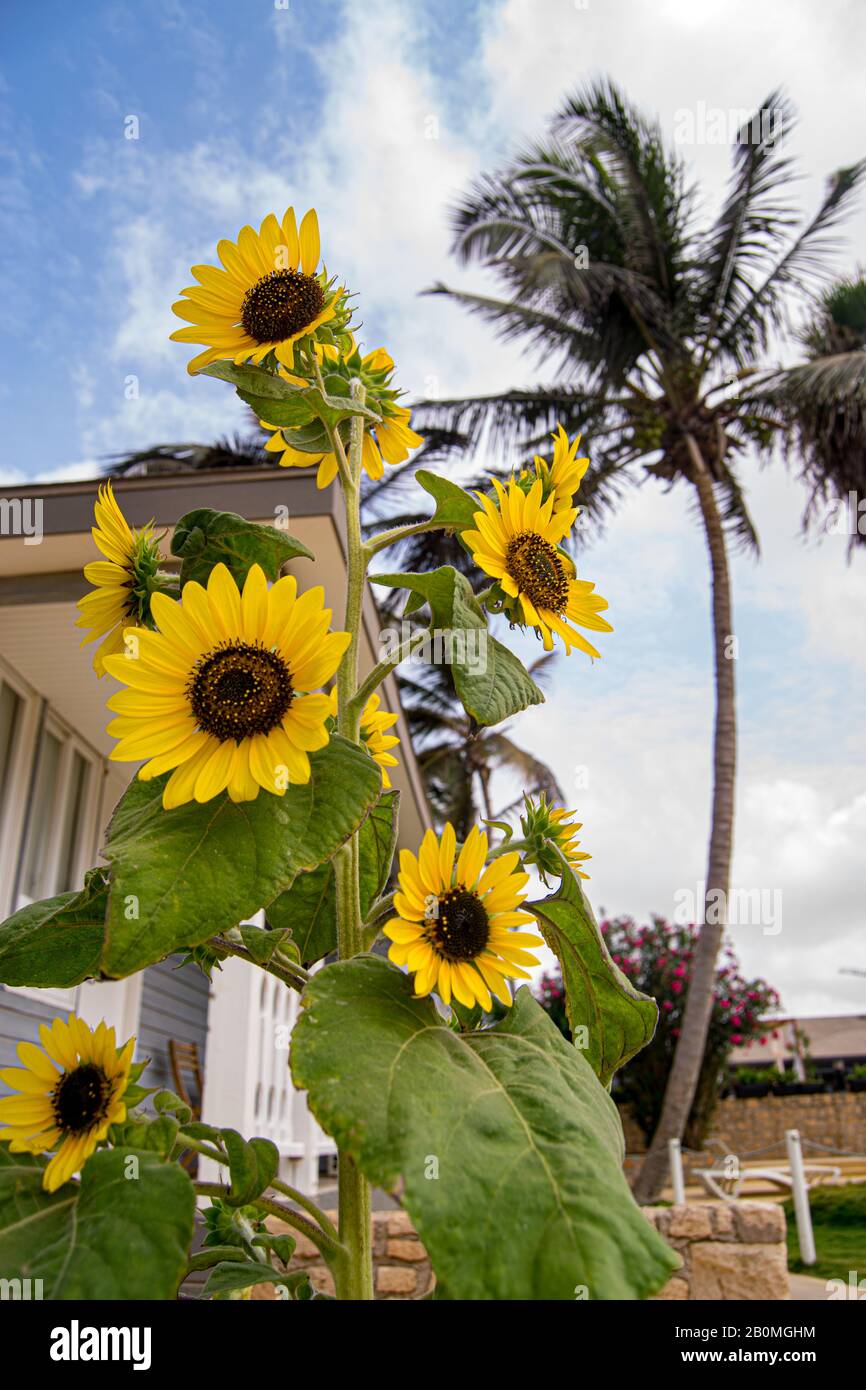 Sunflower in cabo verde ilha do sal Hotel belorizonte Banque D'Images