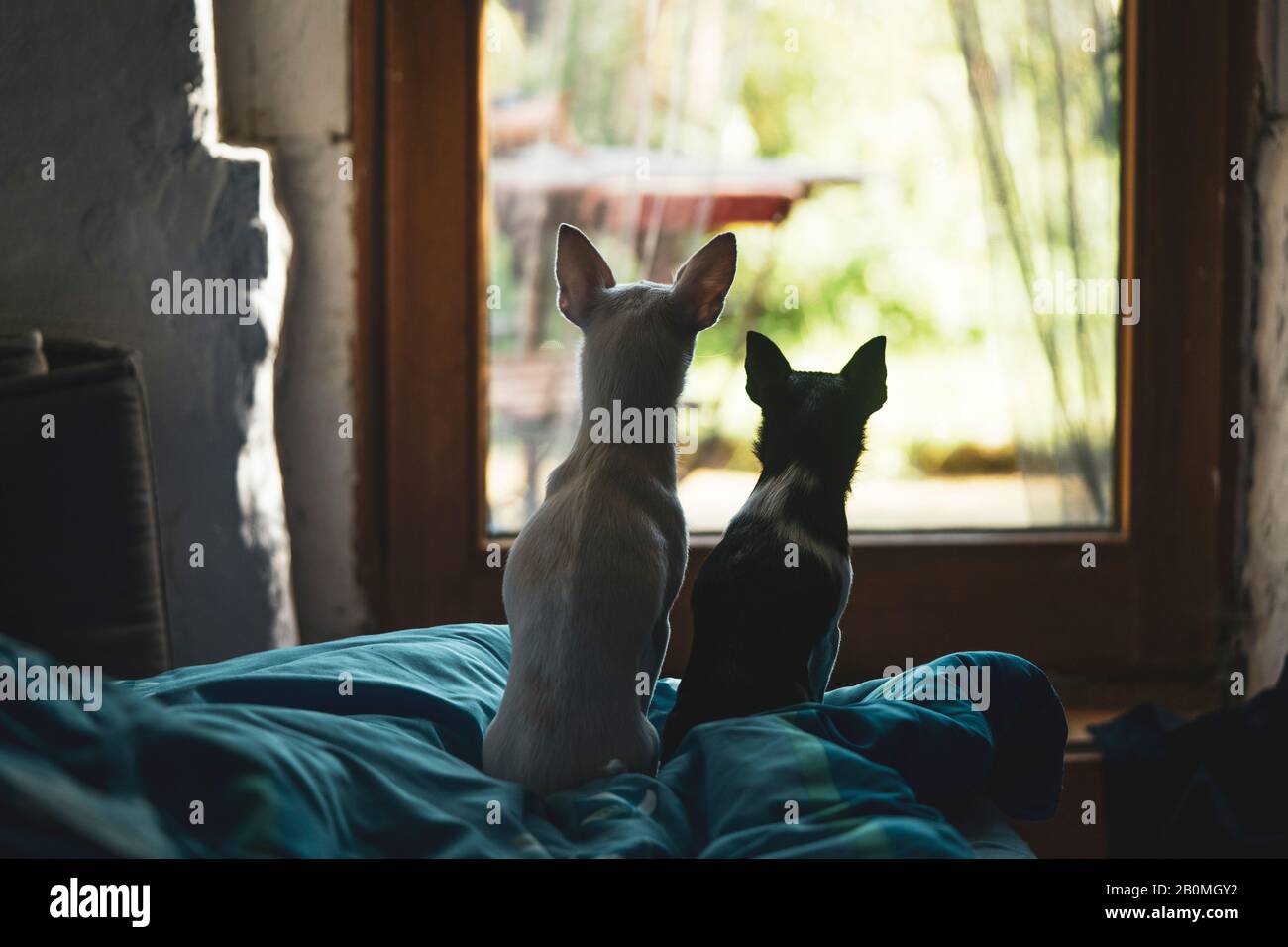 deux petits chiens s'assoient et regardent la porte vitrée dans le jardin ensoleillé Banque D'Images