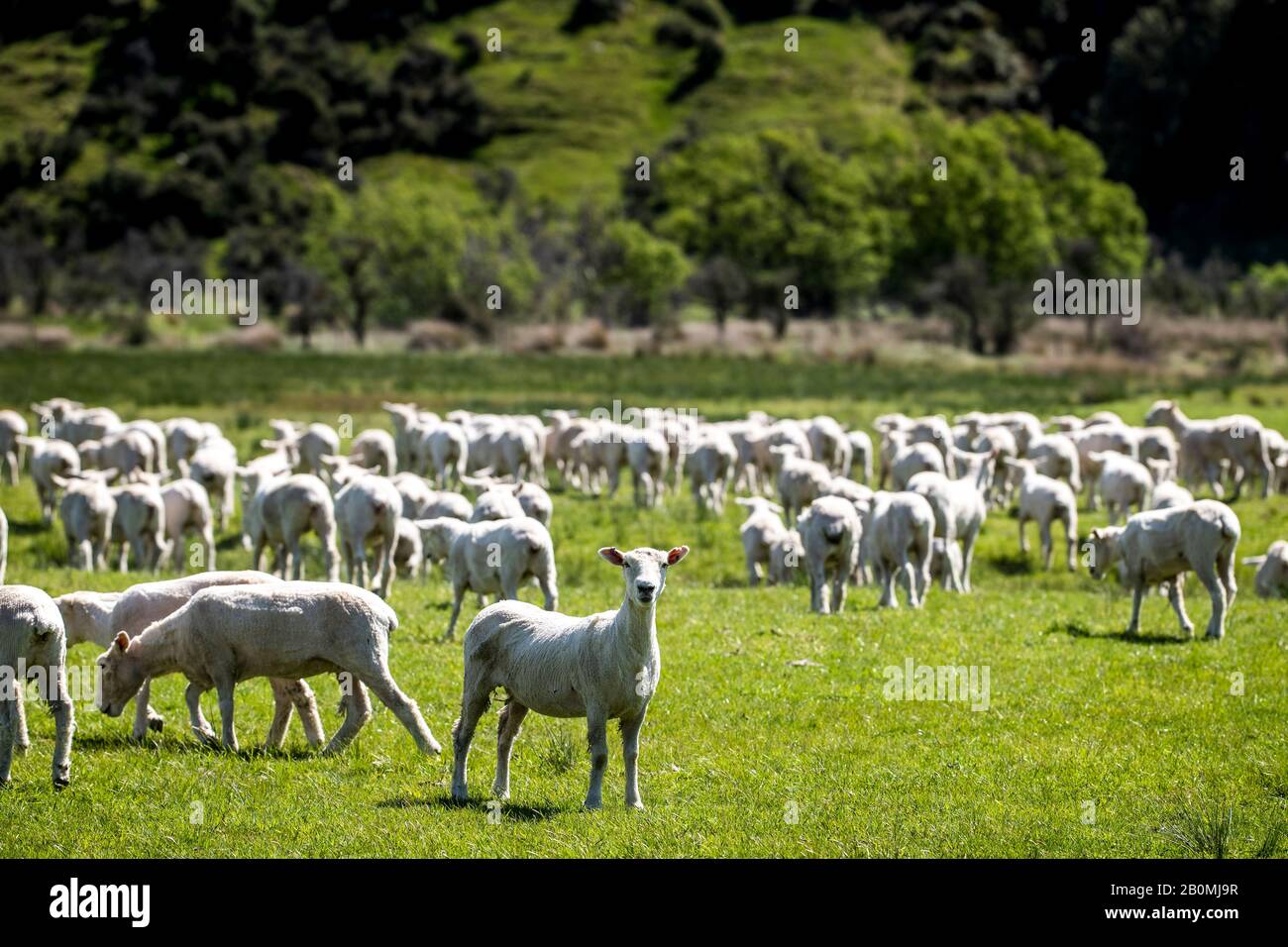 Troupeau de moutons dans un pâturage vert herbacé de ferme, Île du Sud de la Nouvelle-Zélande Banque D'Images