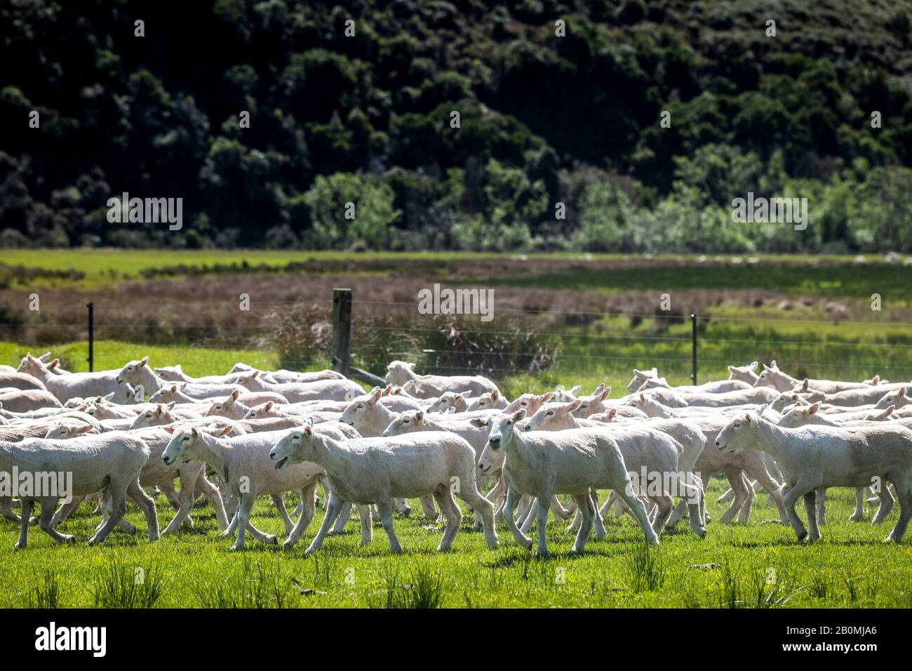 Troupeau de moutons dans un pâturage vert herbacé de ferme, Île du Sud de la Nouvelle-Zélande Banque D'Images