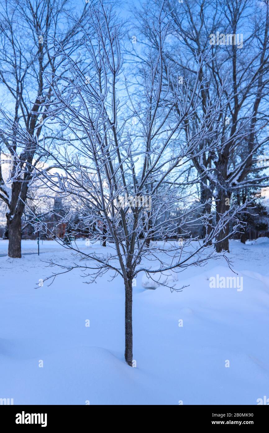 Un arbre congelé recouvert de glace en hiver Banque D'Images