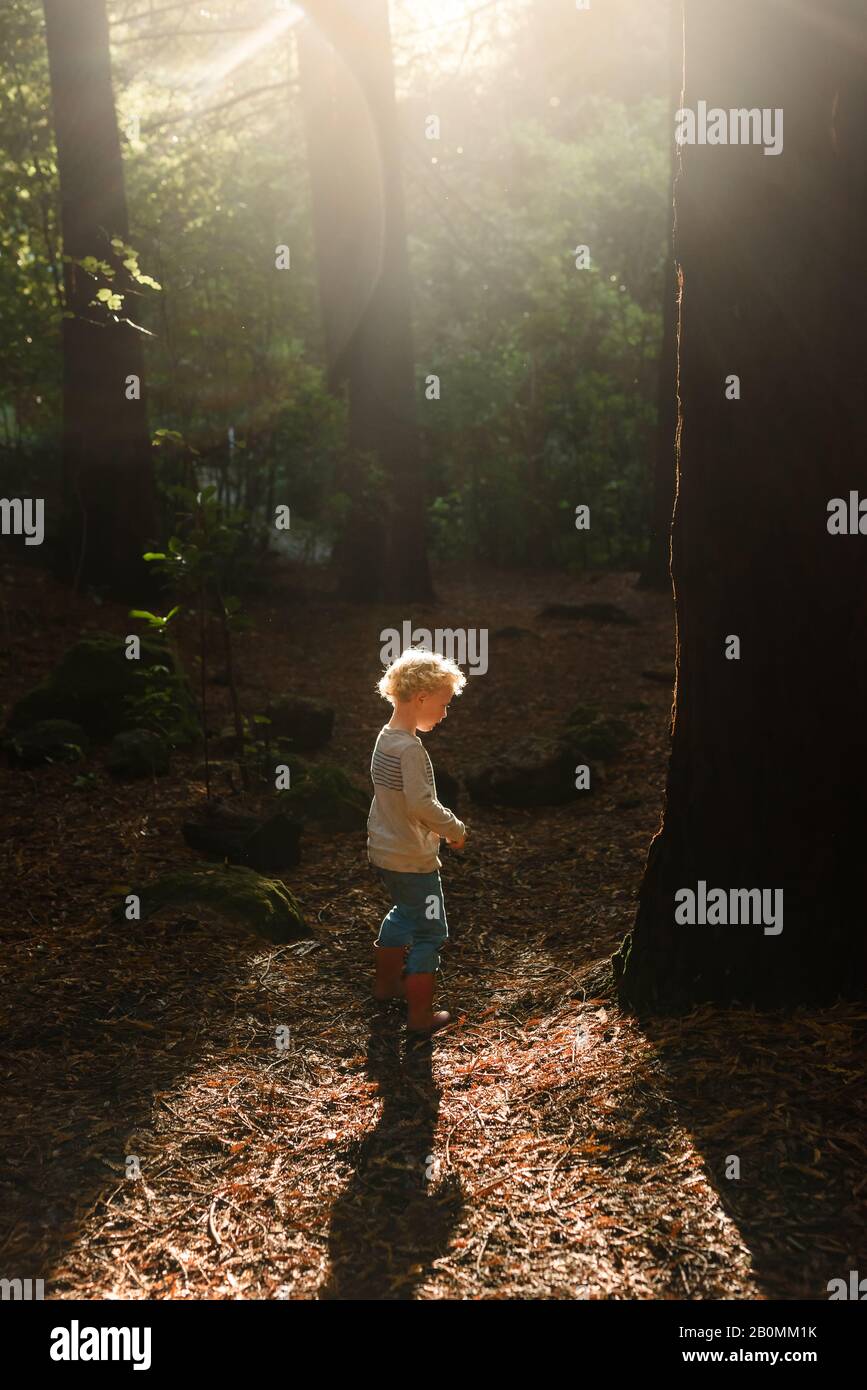 Un petit enfant qui marche dans la forêt avec une belle lumière Banque D'Images