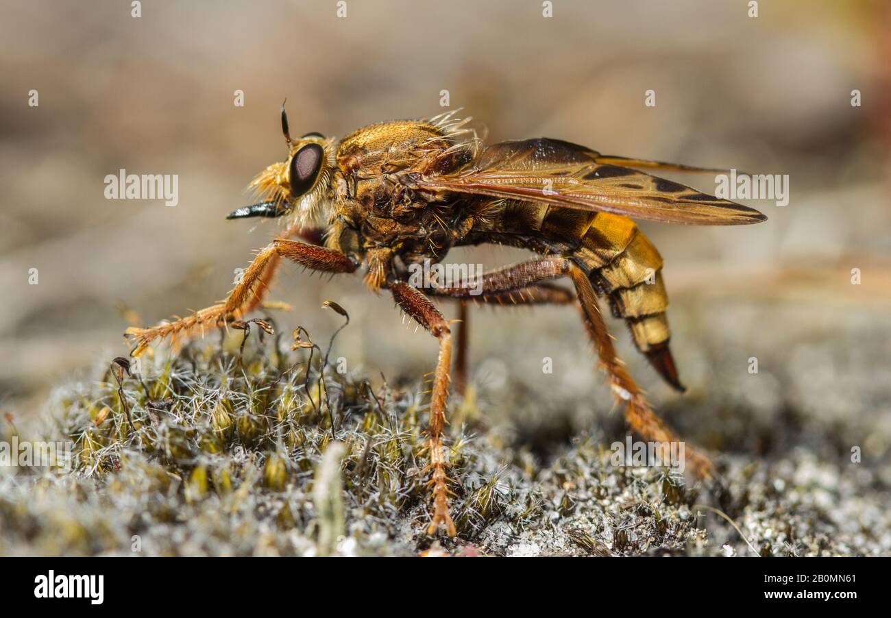 Une magnifique mouche de Robber Hornet (Asilus crabroniformis) De Chasse Sur la terre de bruyère! Banque D'Images