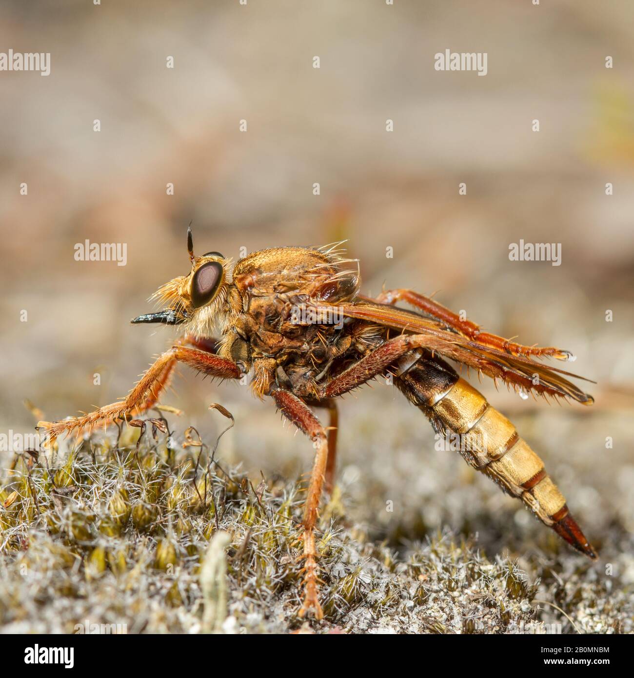 Une magnifique mouche de Robber Hornet (Asilus crabroniformis) De Chasse Sur la terre de bruyère! Banque D'Images