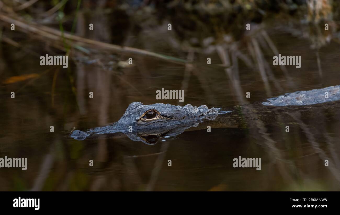 Un alligator américain (Alligator missippiensis) se trouve dans les eaux de l'île Merritt, en Floride. Banque D'Images