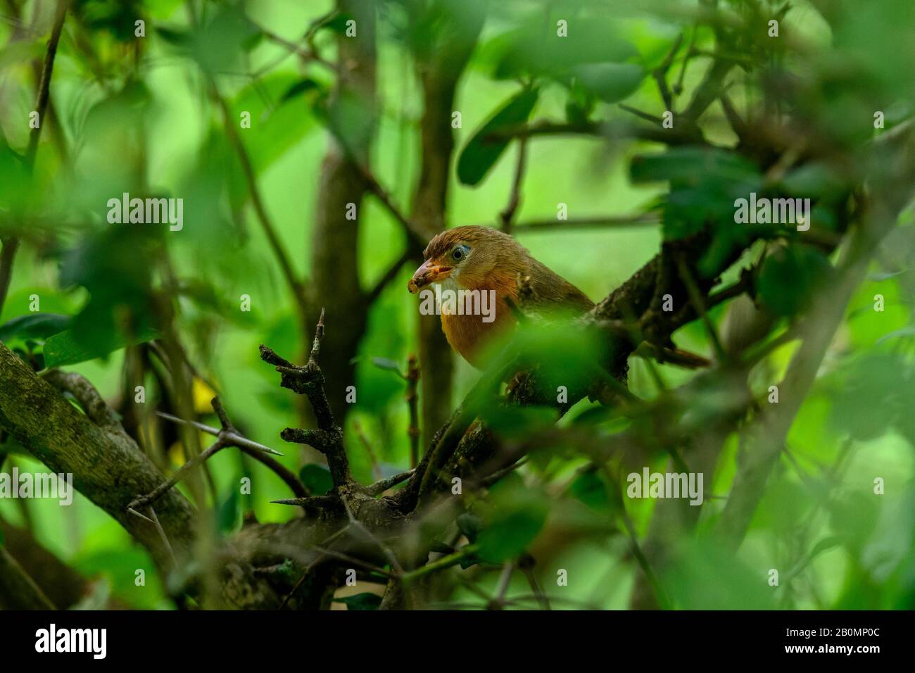 Le babibler à ventre tawny ou le babibler à ventre rufeux, la nature vert foncé, profonde et mystérieuse, quelqu'un quelque part se fait l'écho des oiseaux colorés s'abstiennent Banque D'Images