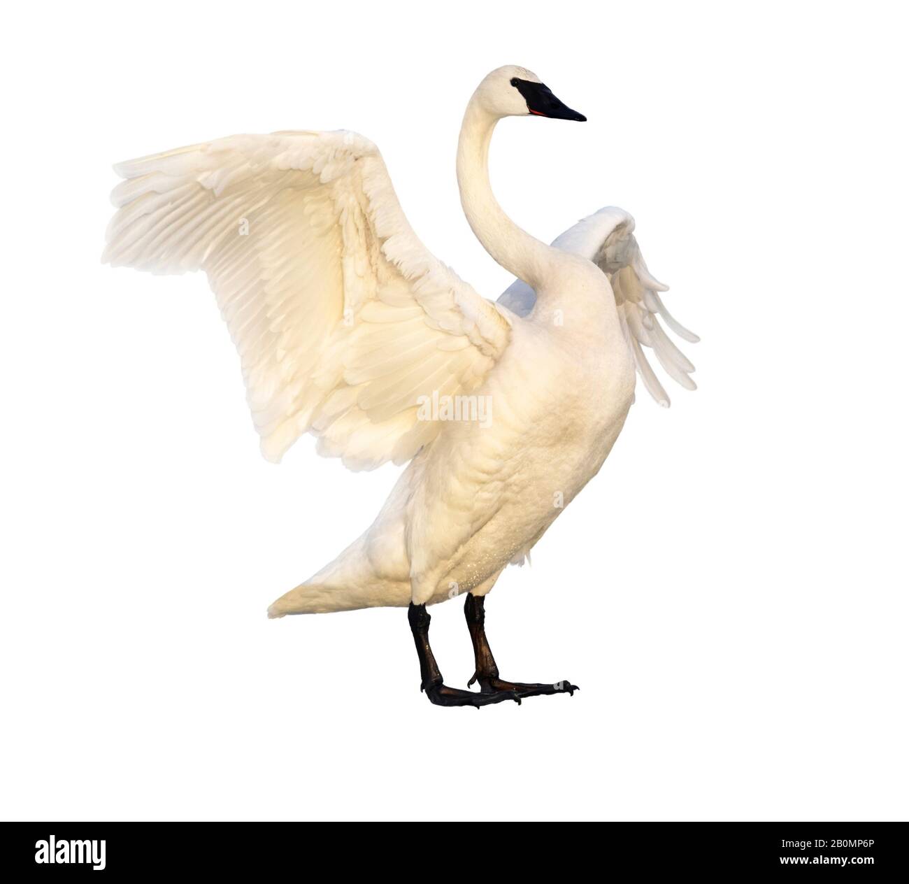Cygne trompettiste (bucinator Cygnus) isolé sur fond blanc. Banque D'Images
