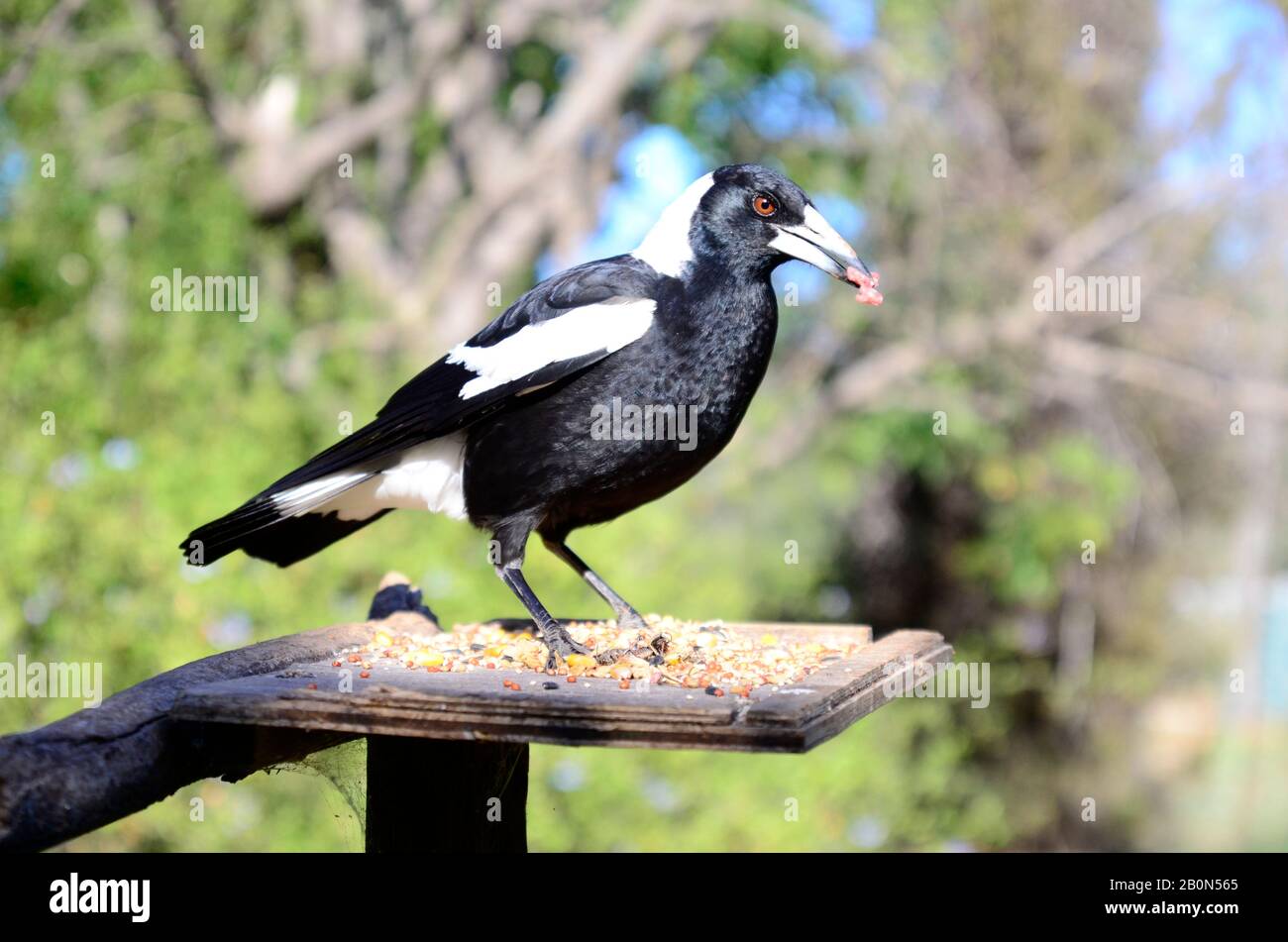 Magpie australienne, Gymnorhina tibicinen Banque D'Images