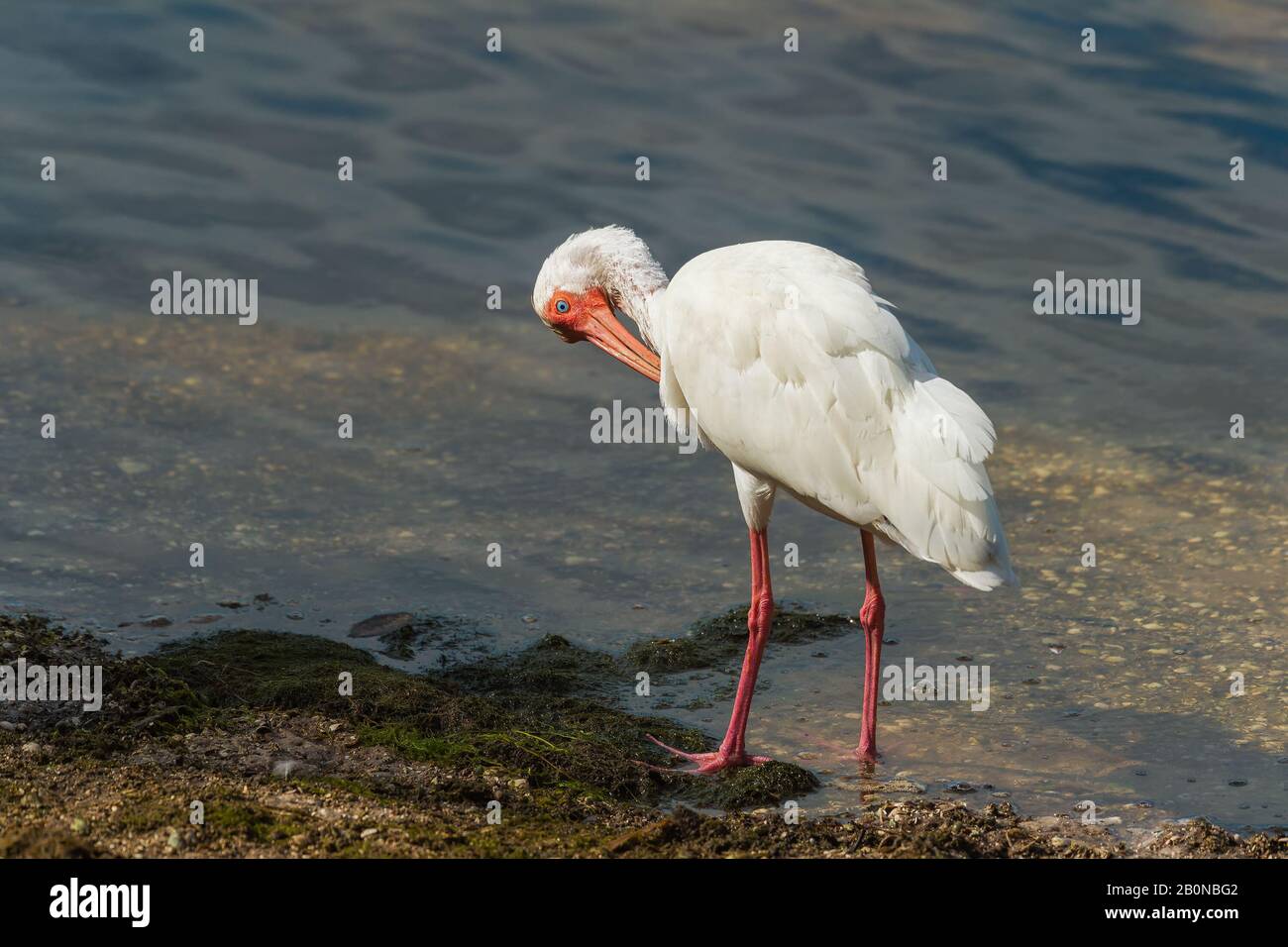 Ibis blanc américain (Eudocimus albus) se préentant en J.N. « Ding » Darling National Wildlife Refuge. Île Sanibel. Floride. ÉTATS-UNIS Banque D'Images Ibis blanc américain (Eudocimus albus) se préentant en J.N. « Ding » Darling National Wildlife Refuge. Île Sanibel. Floride. ÉTATS-UNIS Banque D'Images