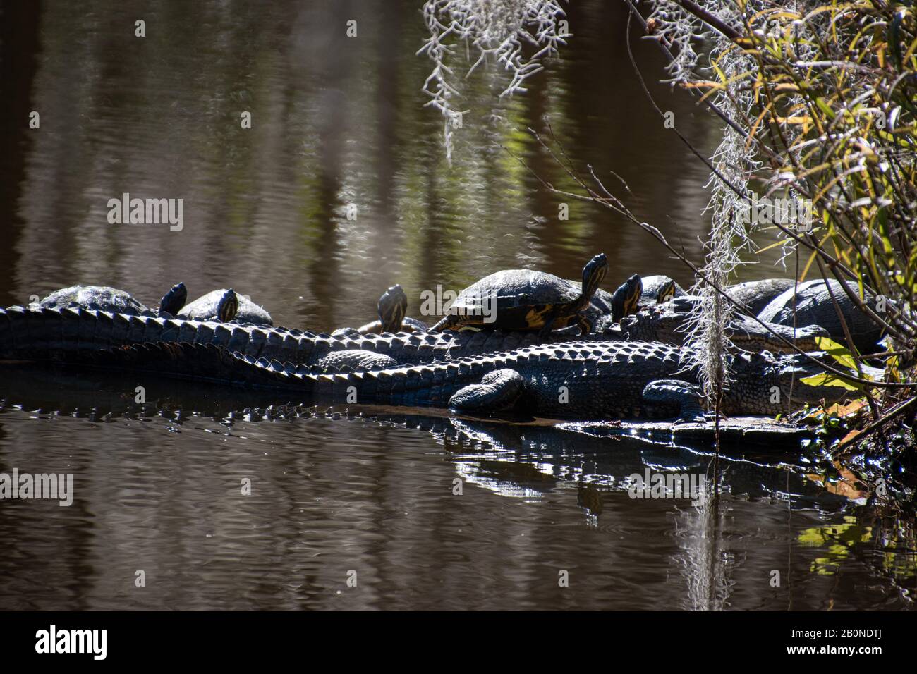 Plusieurs petits alligators et tortues de boîte bronzer dans un marais de Caroline du Sud près de Charleston Banque D'Images