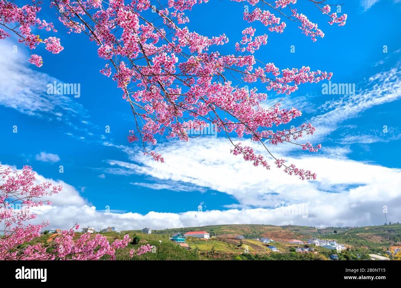 Fleurs printanières dans la petite ville avec des cerisiers en fleurs comme le premier plan décorer l'air de printemps dans le plateau de Da Lat, Vietnam Banque D'Images