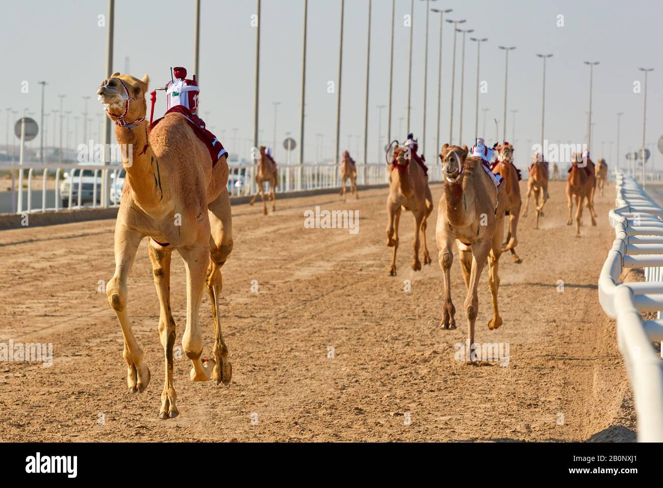 Course traditionnelle de dromaderie de chameaux à Ash-Shahaniyah au Qatar avec des robots au lieu de jockey Banque D'Images
