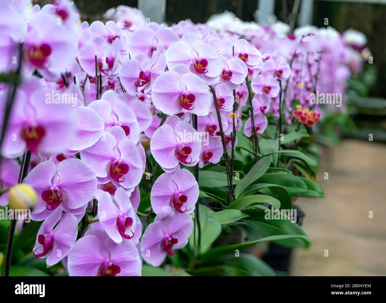 Les orchidées Phalaenopsis fleuissent au printemps ornent la beauté de la  nature. Les fleurs sont décorées dans des maisons, des pagodes, des églises  et des endroits les plus solennels Photo Stock -