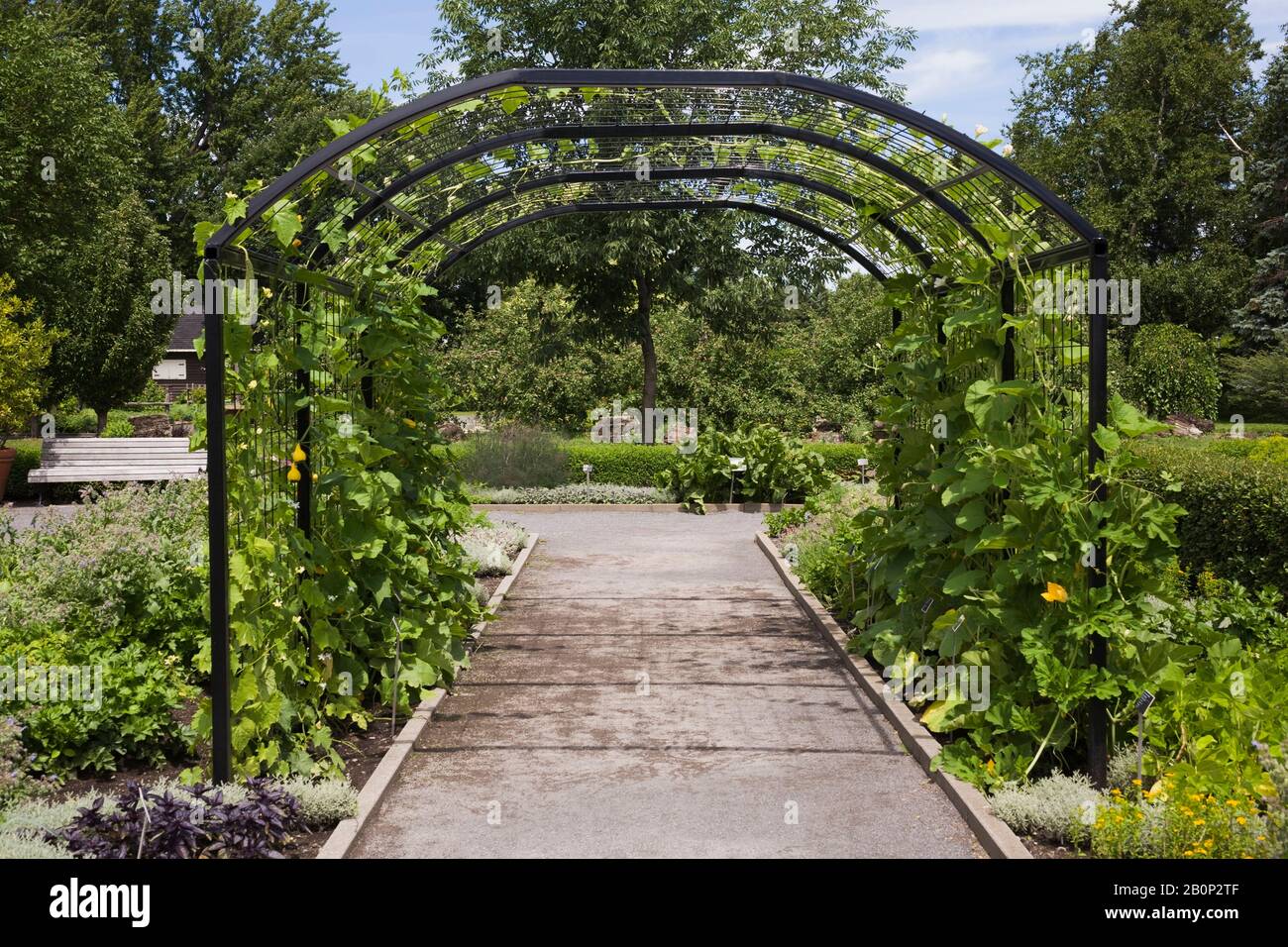 Chemin de gravier à travers le tonneau noir de fer forgé recouvert de plantes grimpantes de Cucurbita - squash en été, jardin botanique de Montréal, Québec Banque D'Images