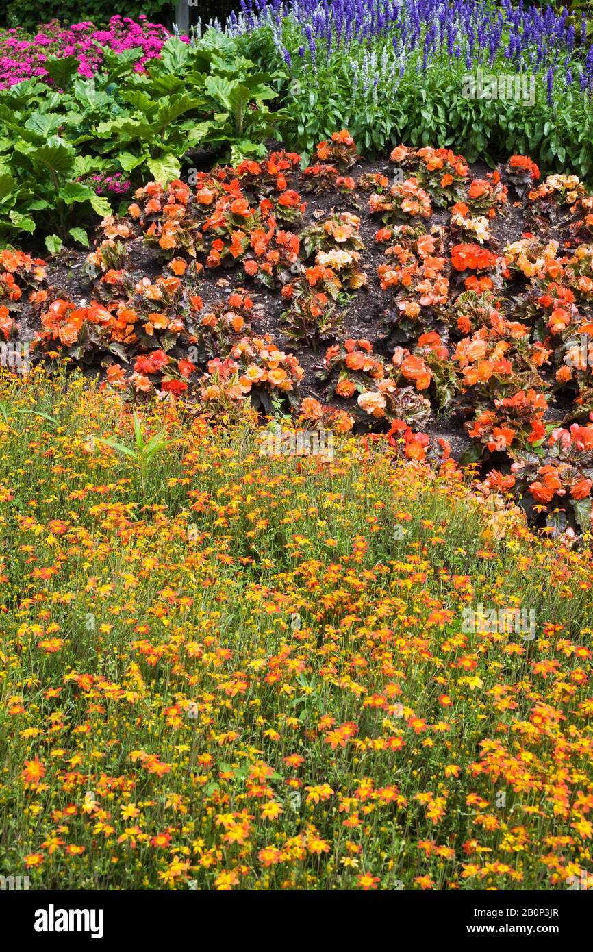 Bordure avec fleurs mixtes, y compris orange et jaune Bidens 'Campfire Fireburst', Tuberous begonia 'Nonstop Mocca Bright Orange' et Veronica 'Blue Banque D'Images