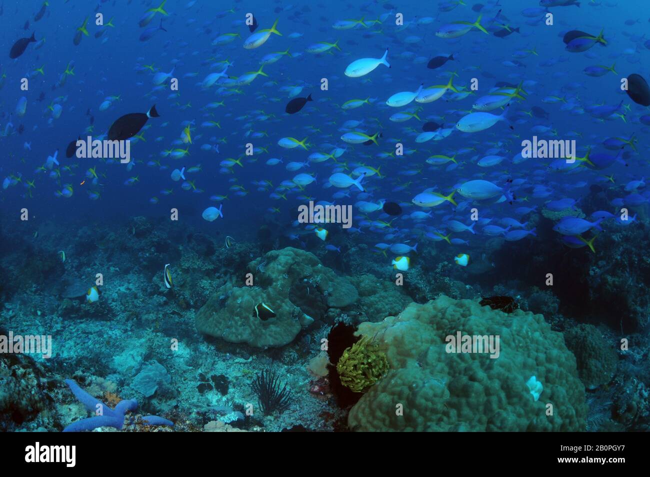 Agrégation de fusiliers lunaires, Caesio lunaris, fusiliers à queue jaune, Cuning Caesio et surgéonfish à douille orange, Acanthurus aurancavus, Komodo Na Banque D'Images