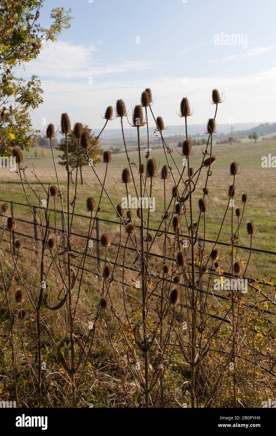 Têtes de chardon sauvage Banque D'Images