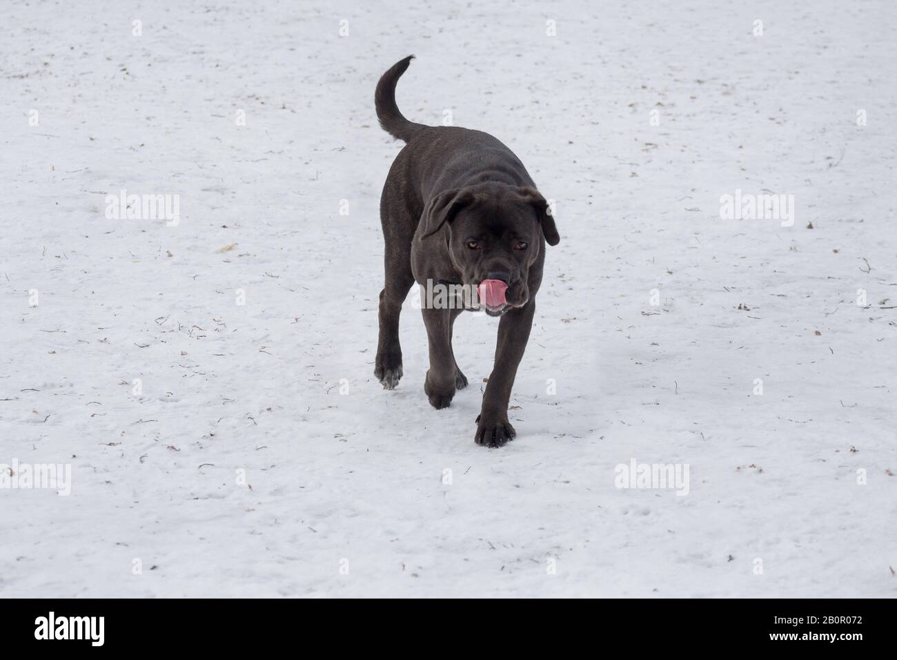 Le joli chiot mastiff italien marche dans le parc d'hiver. Animaux de compagnie. Chien de race. Banque D'Images