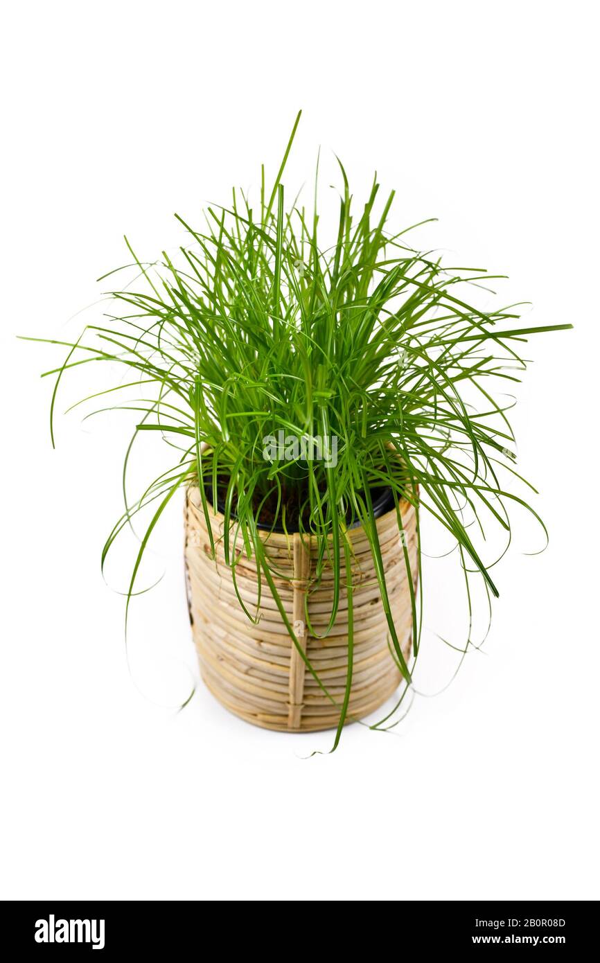 Cyperus Zumula' ou herbe de chat commune utilisée comme supplément de  nourriture pour le chat pour les aider à jeter des boules de cheveux  indigestibles, isolées sur fond blanc Photo Stock 