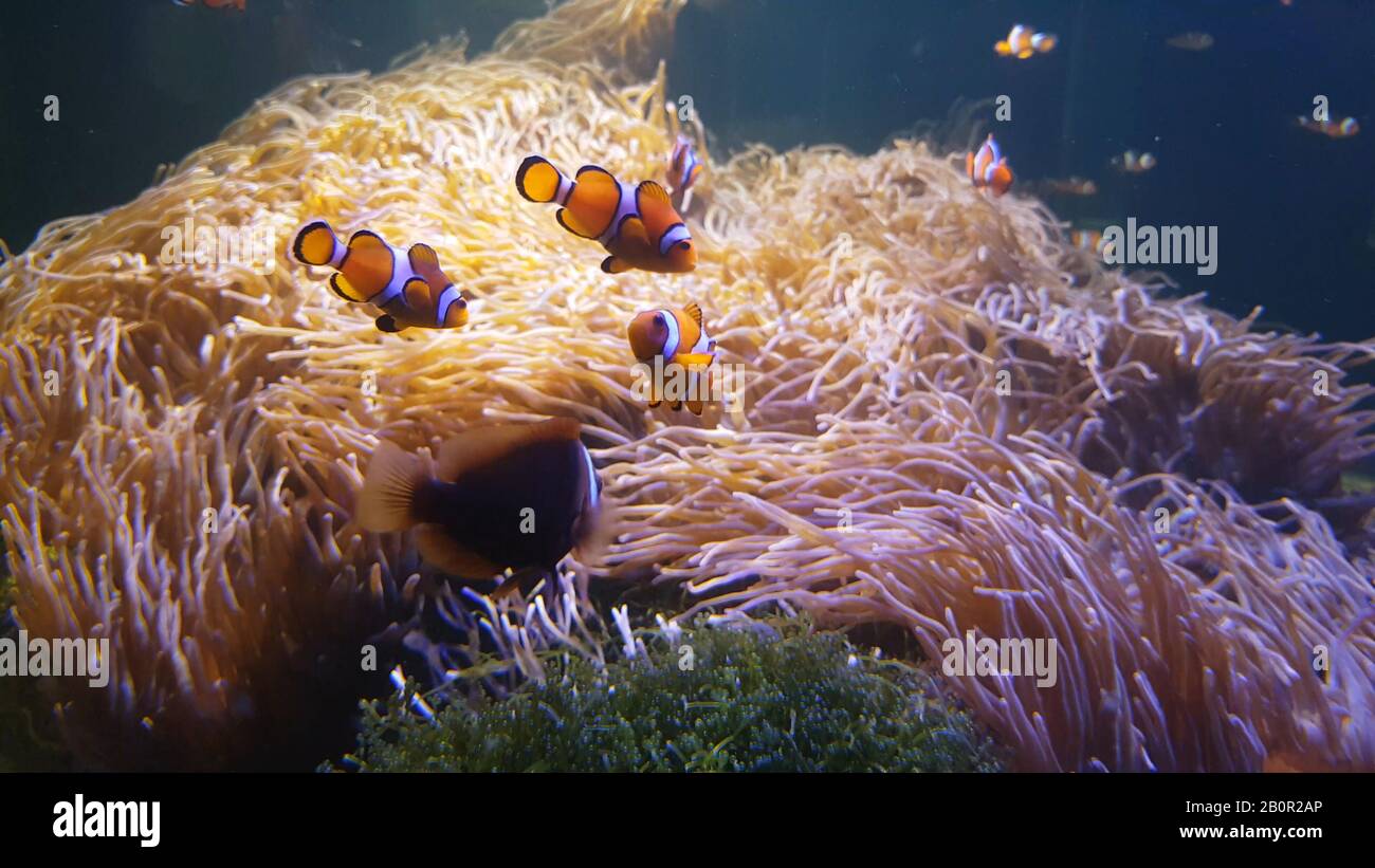 Le poisson de Nemo se baigner dans l'anémone de mer sur le récif de corail coloré et sain. Groupe Anemonefish nemo nageant sous l'eau. Banque D'Images