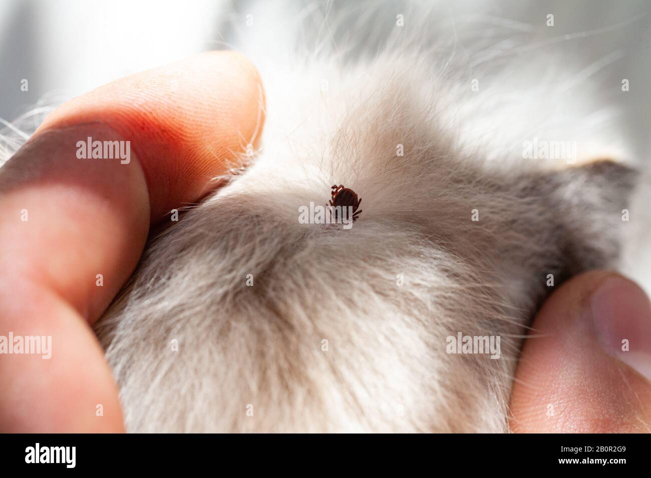 Une Tique Infectieuse Ixodique Collee A La Tete D Un Chaton Une Coche Un Peu Un Animal De Compagnie Trouve Une Tique Virale Sucette Parmi Les Cheveux Denses D Un Chat Photo Stock