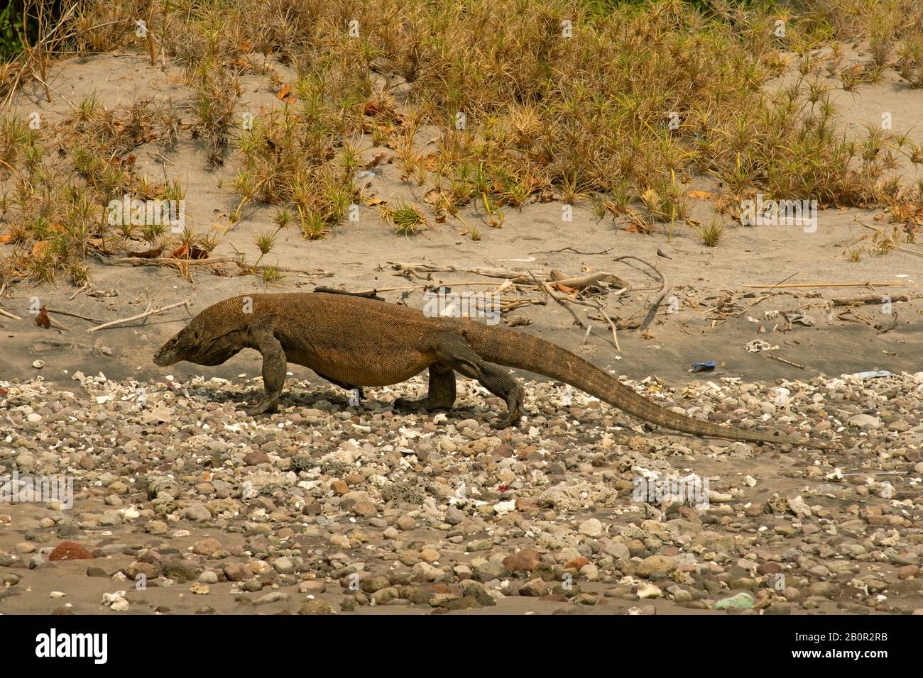 Komodo dragon près de la plage, Varanus komodoensis, Ile Rinca, Parc National Komodo, Indonésie Banque D'Images