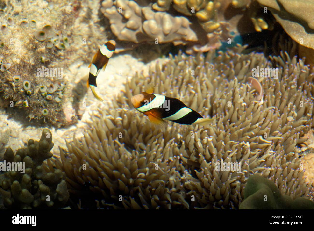 ClarkÕs anemonefish, Amphipirion clarkii, dans un anemone, Kapalai, Malaisie Banque D'Images
