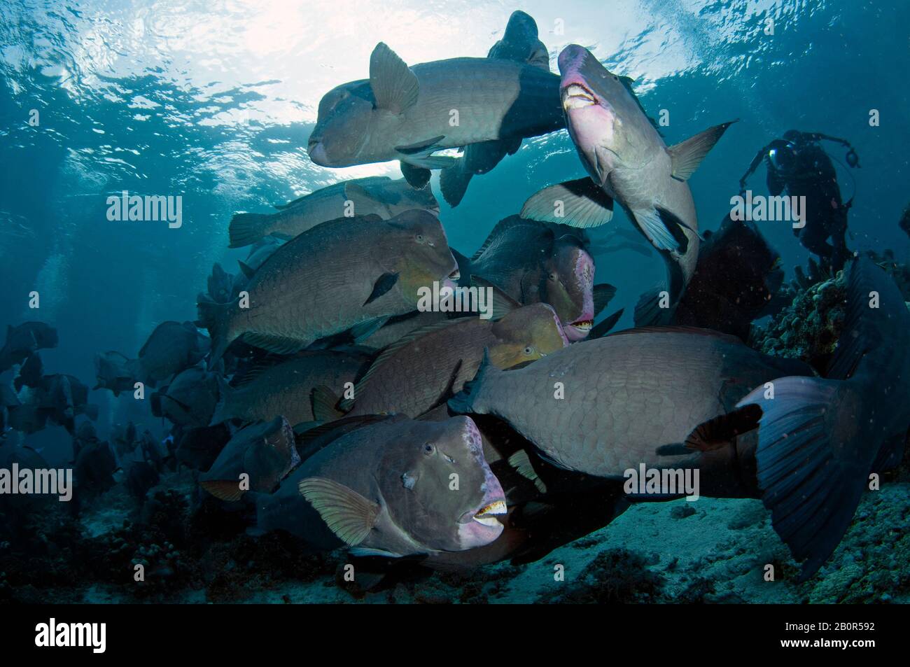Le photographe clique sur une agrégation de bamphead parrotsfish, Bolbometope muricatum, nage dans un récif de corail de l'île de Sipadan, en Malaisie Banque D'Images