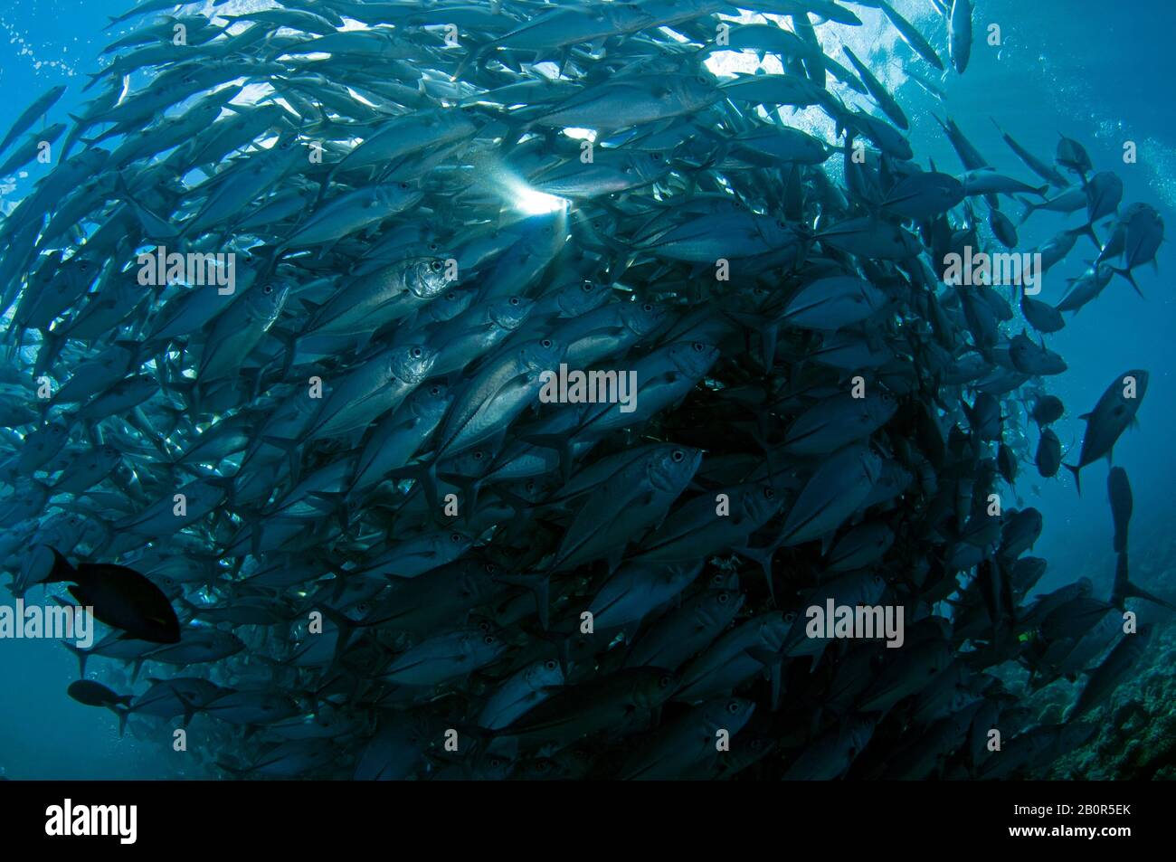 Baitball de la scolarité bigeye trevallies, Caranx sexfasciatus, Sipadan Island, Malaisie Banque D'Images