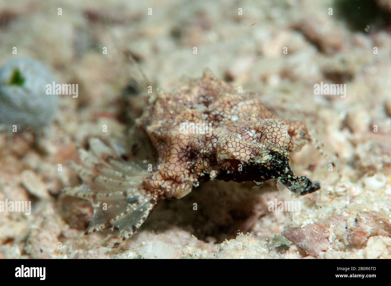 dragonfish court ou mateloth, Eurypegasus draconis, Kapalai, Malaisie Banque D'Images