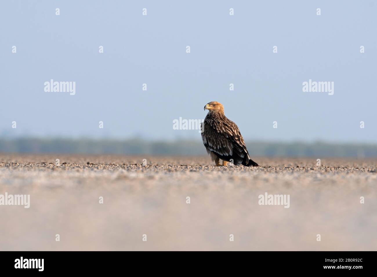 Aigle impérial de l'est, Aquila héliaca, Little rann de Kutch, Gujarat, Inde Banque D'Images