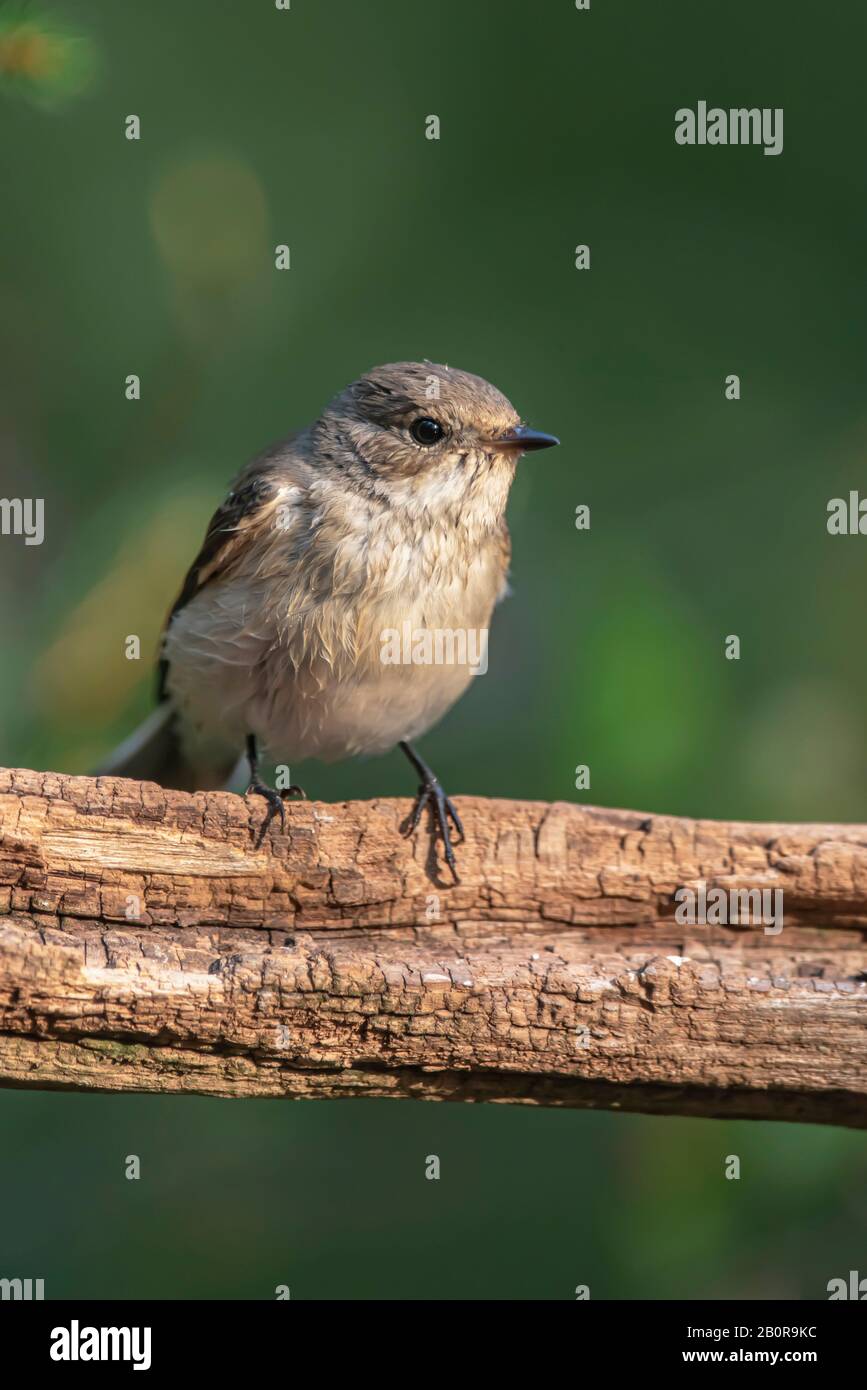 Jeune poitrine de robin sur branche dans la forêt ensoleillée d'été. Banque D'Images