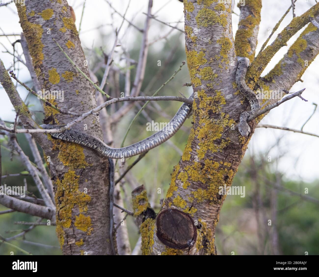 Un gros plan d'un serpent à cheval fouetter sur les branches d'un amande Banque D'Images