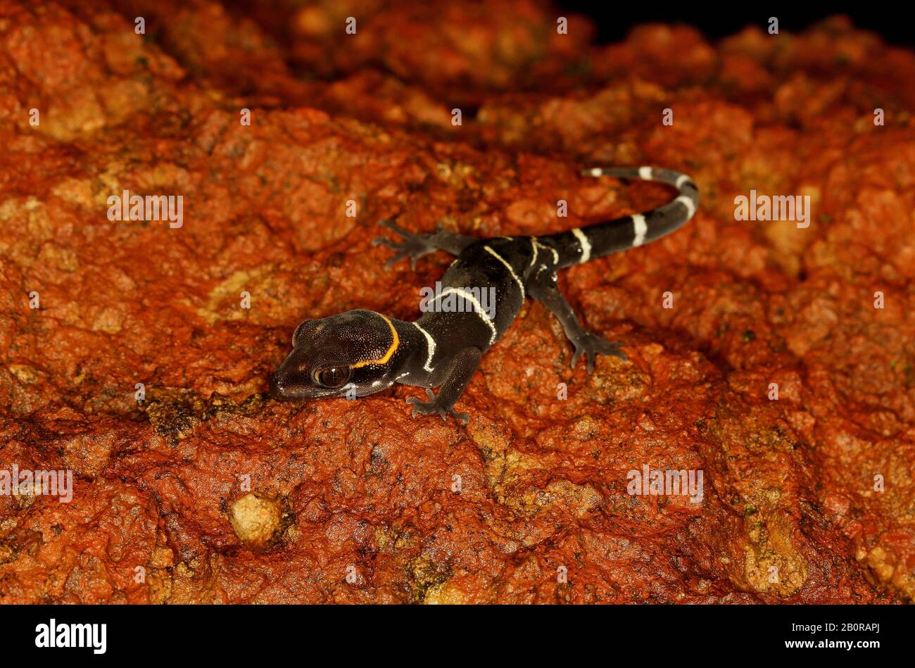 Deccan Banded Gecko, Cyrtodactylus Deccanensis Amboli Ghats, Maharashtra, Inde Banque D'Images