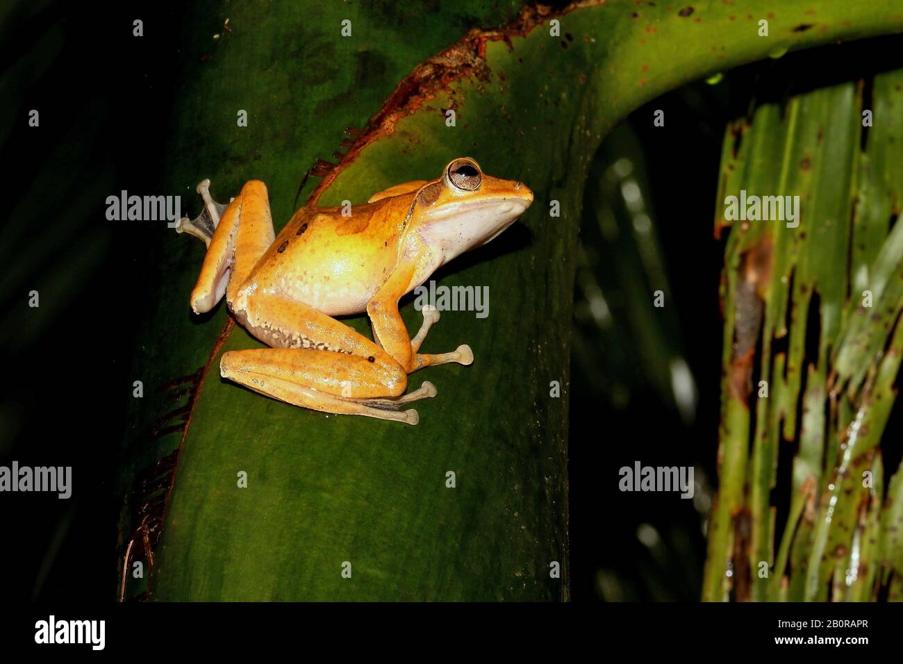 Western Ghats Tree Frog, Polypedates Occidentalis, Agumbe, Karnataka, Inde Banque D'Images