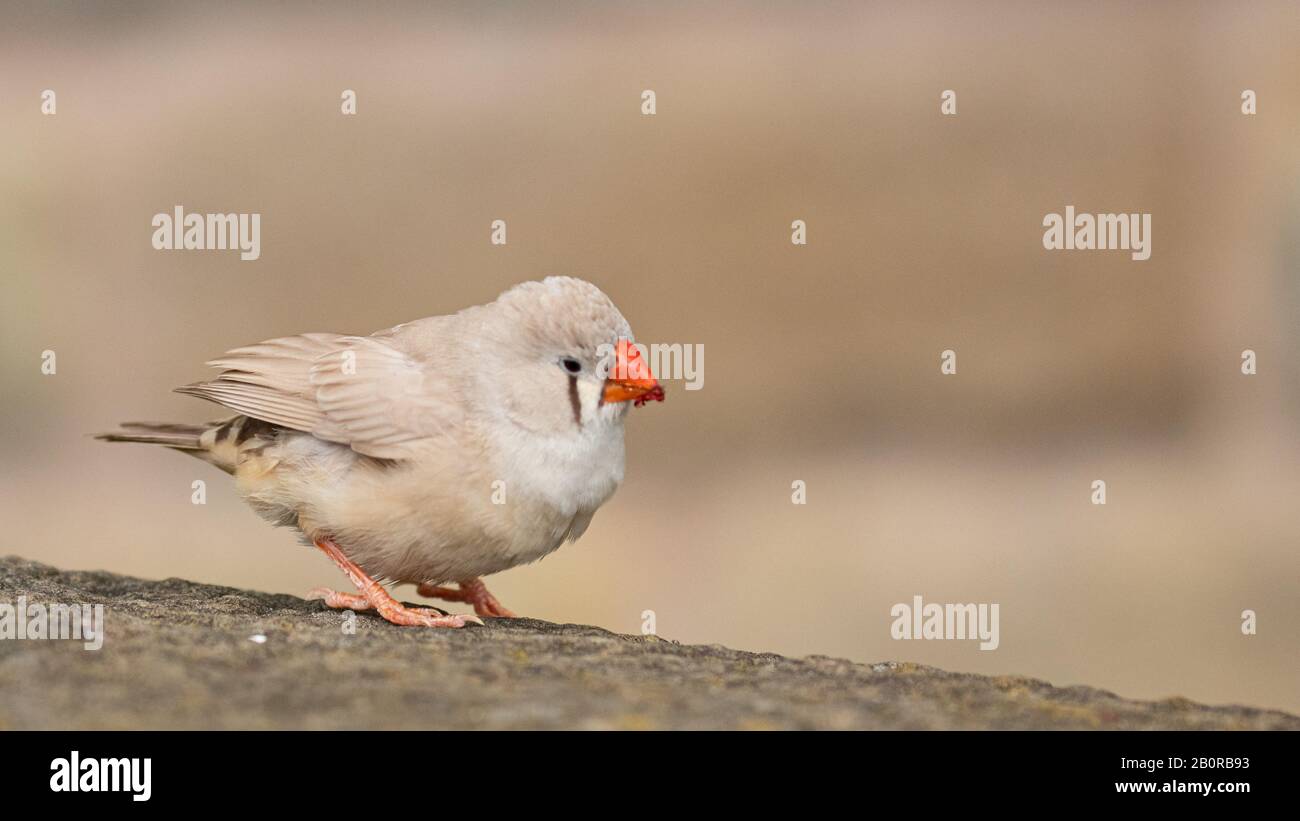 Une belle et inquisitive zèbre finch Banque D'Images