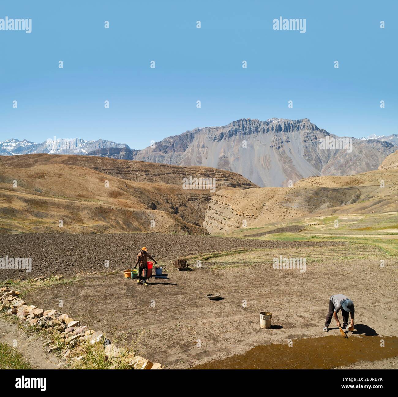 Les agriculteurs épandent du fumier de vache dans un champ en préparation pour une récolte du grain dans le Spiti Valley et de l'Himalaya en été dans Komic, Himachal Pradesh, Inde. Banque D'Images