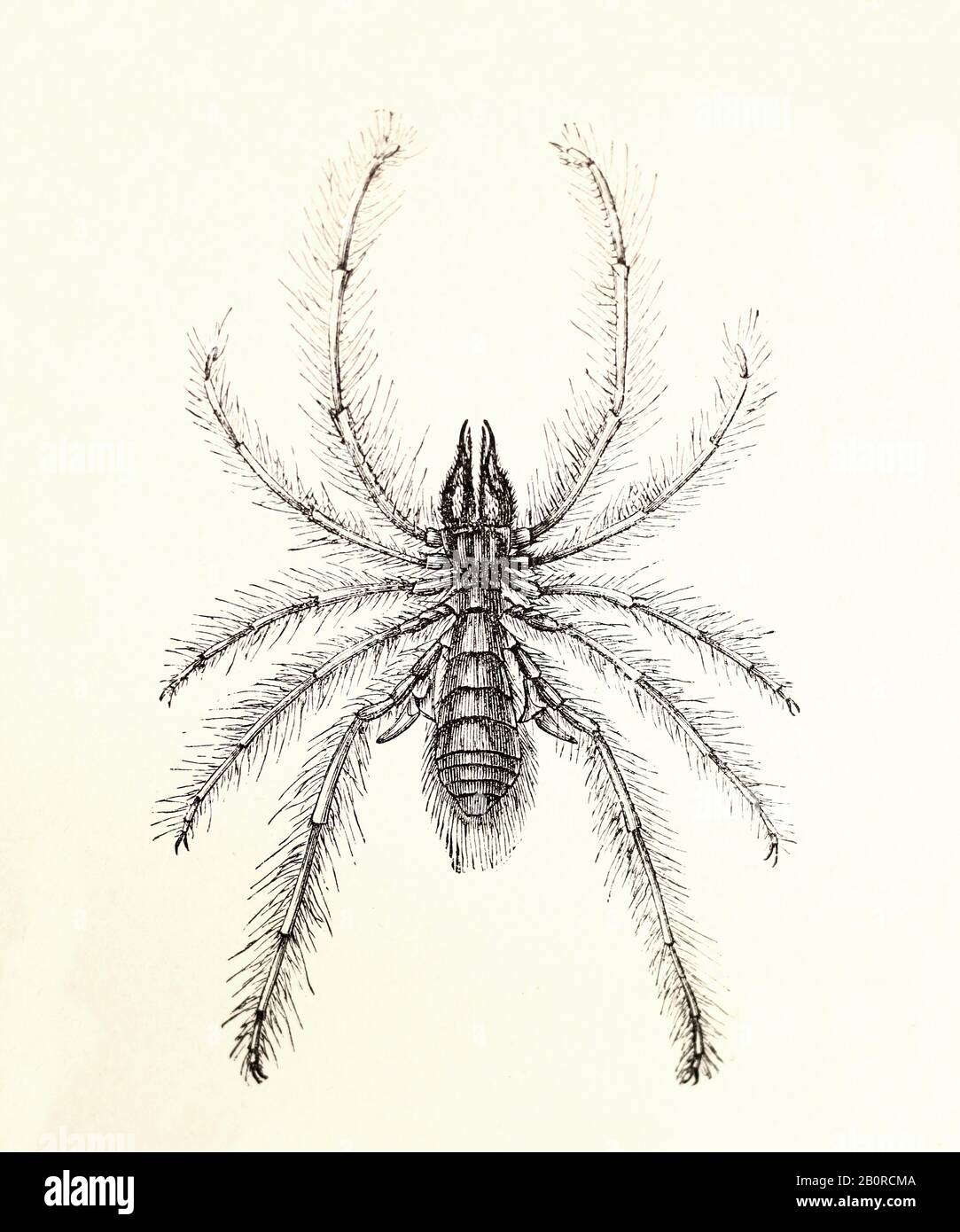 Solifugae - Galeodes Aranoides Banque D'Images