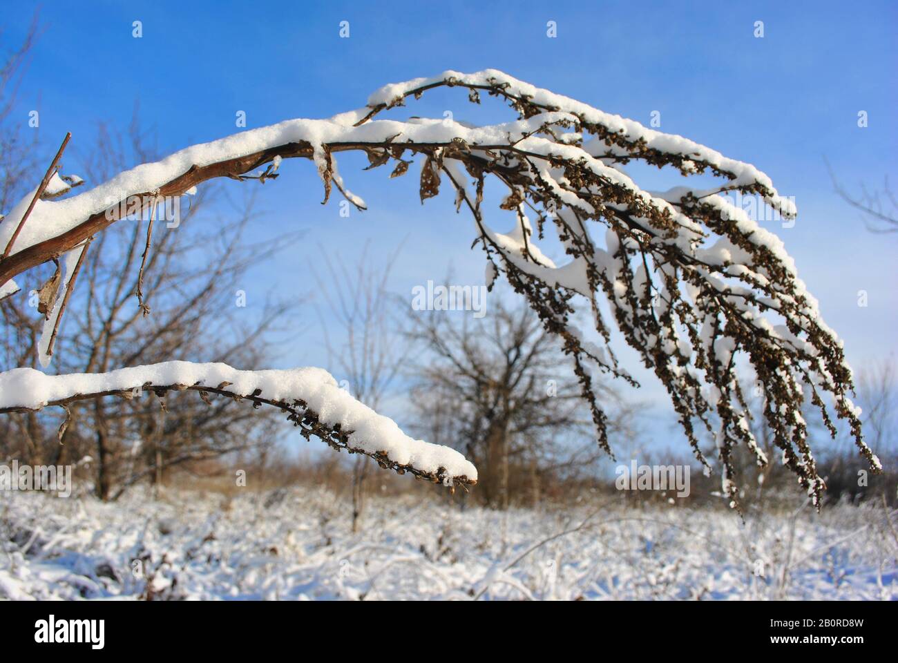 Fleurs sèches recouvertes de neige, ciel bleu vif et paysage avec arbres en arrière-plan Banque D'Images