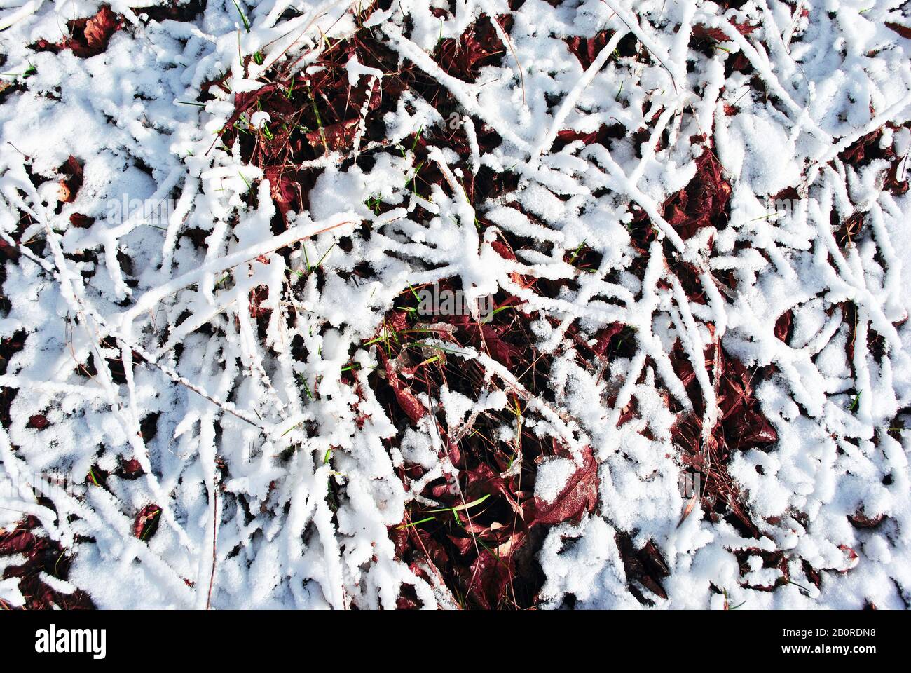 Tiges d'herbe recouvertes de neige blanche, détails macro gros plan, vue de dessus d'arrière-plan naturel Banque D'Images