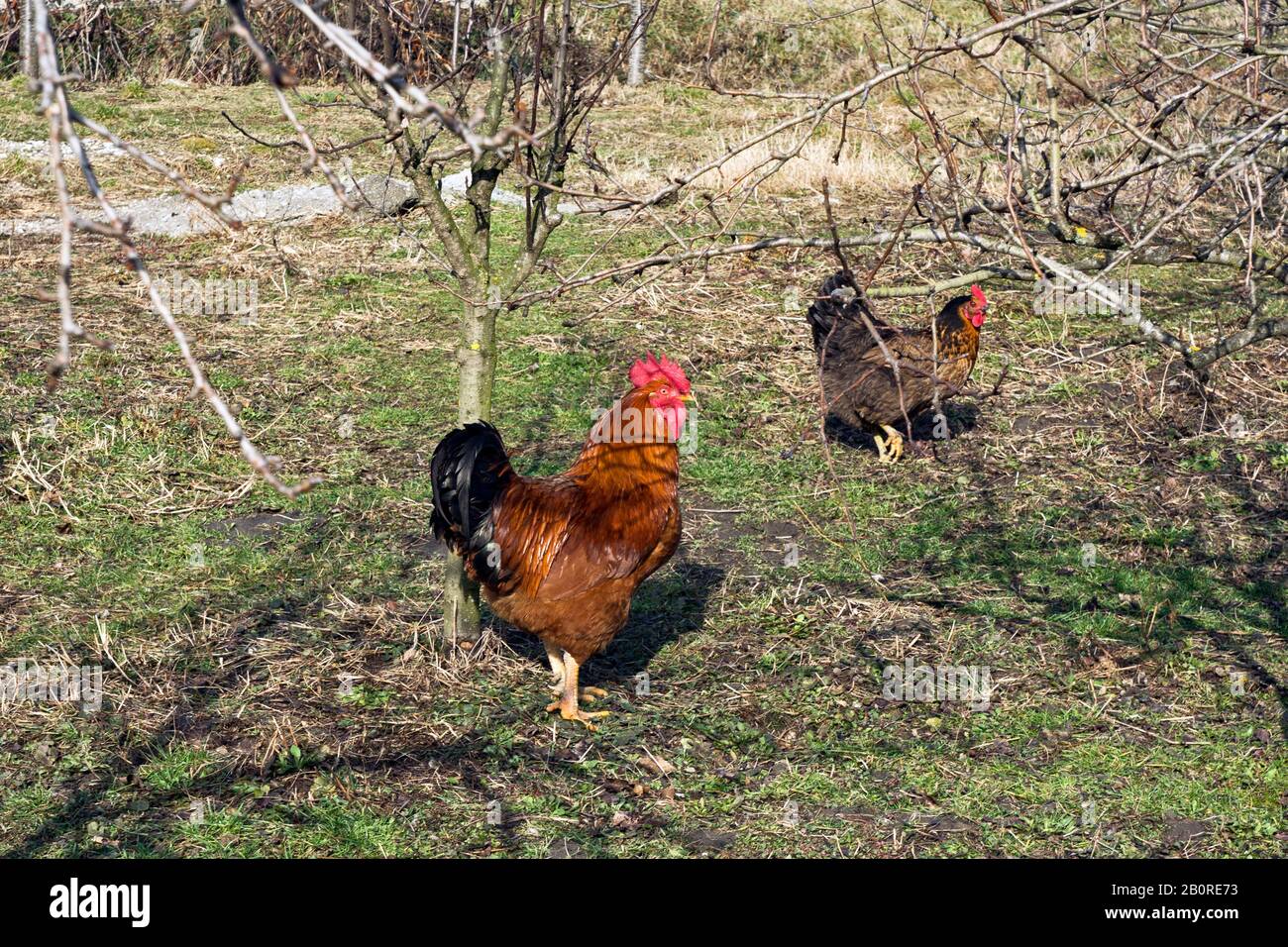 Le coq et la poule dans la cour rurale marchent librement et recherchent des aliments naturels. Banque D'Images